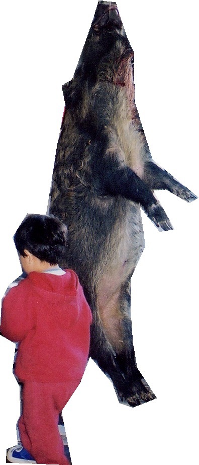 wild pig 104kg 2002/11